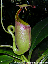 Lowland Nepenthes