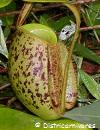 Nepenthes ampullaria \'speckled\' (seedling)