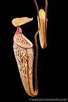 Nepenthes macfarlanei XS