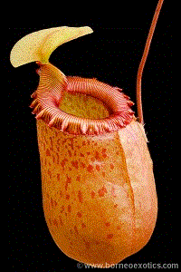 Nepenthes sibuyanensis S