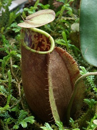 Nepenthes tomoriana XS