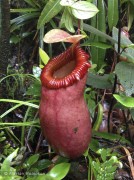 Nepenthes barcelonae XS