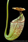 Nepenthes burbidgeae XS