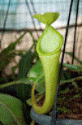 Nepenthes chaniana Dist-01