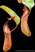Nepenthes zakriana M