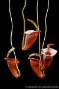 Nepenthes jacquelinae XXS