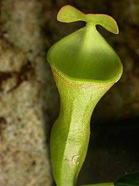 Nepenthes campanulata (clone femelle)