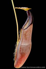 Nepenthes izumiae S