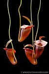 Nepenthes jacquelinae XS