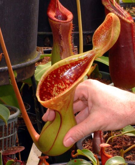 Nepenthes lowii Kinabalu Dist-01