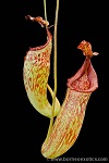 Nepenthes maxima Morowali L