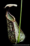 Nepenthes rafflesiana M