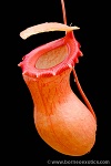 Nepenthes ventricosa \'Madja as\'