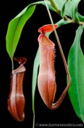 Nepenthes vieillardii