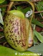 Nepenthes ampullaria 'speckled' (seedling)