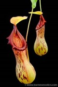 Nepenthes burkei M