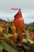 Nepenthes pervillei XS