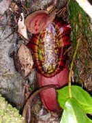 Nepenthes northiana S