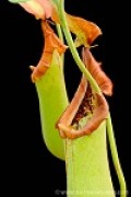 Nepenthes truncata XS