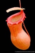 Nepenthes ventricosa 'Madja as'